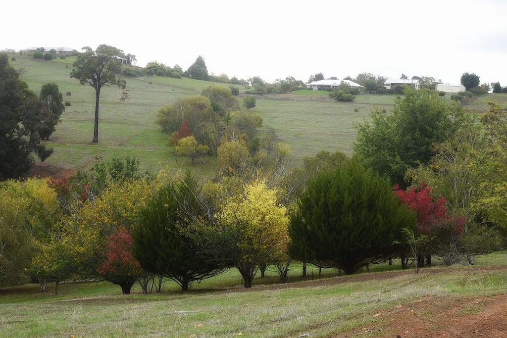 Beautiful autumn colours across the valley from my house.