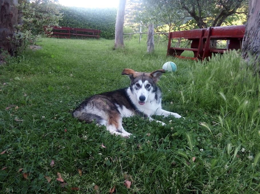 Jackie, our dog