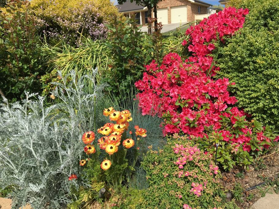 Some pretty spring and summer blooms!