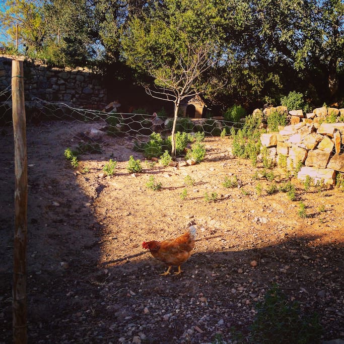 huge window view on our many chickens