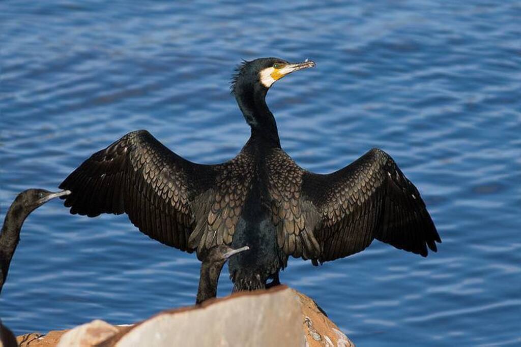Cormoranes frente a la casa