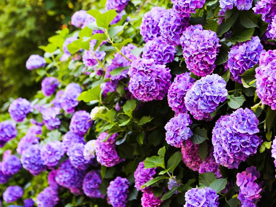 东瀛花物语 镰仓归来不看花 镰仓旅游攻略 尽在airbnb爱彼迎