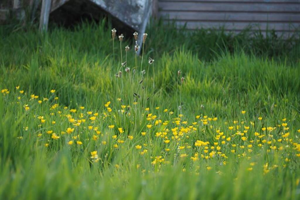 Green fields