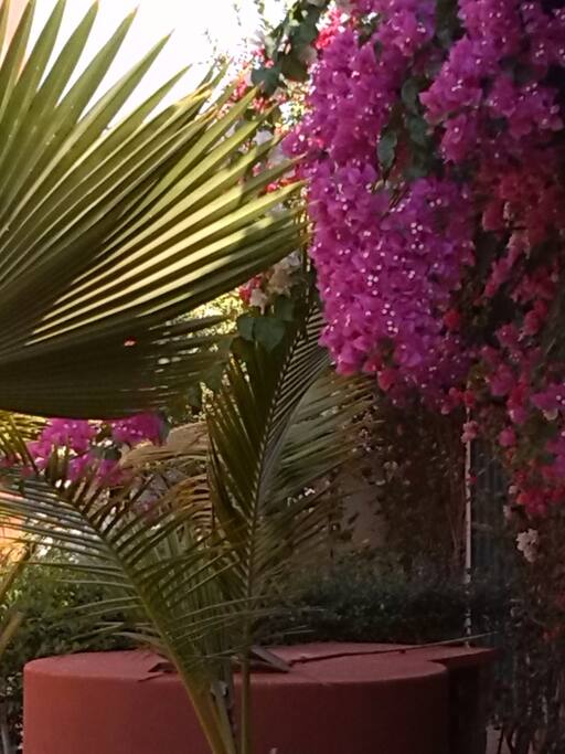 Coin jardin