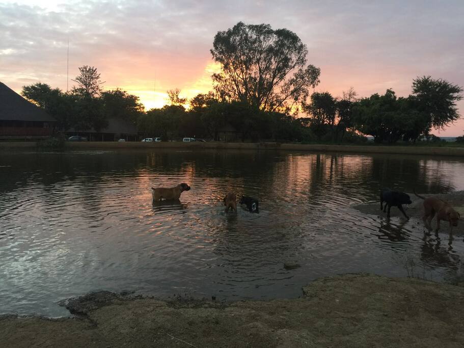 Taking dogs for swim after good rains