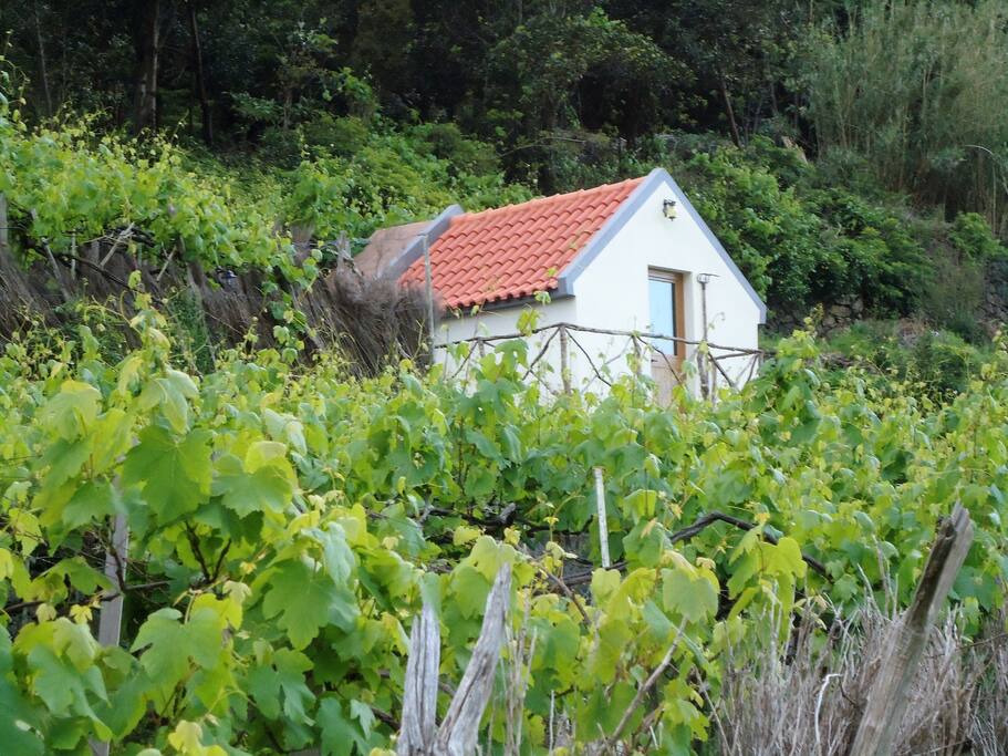 Vistas do Palheiro rodeado pelas vinhas
