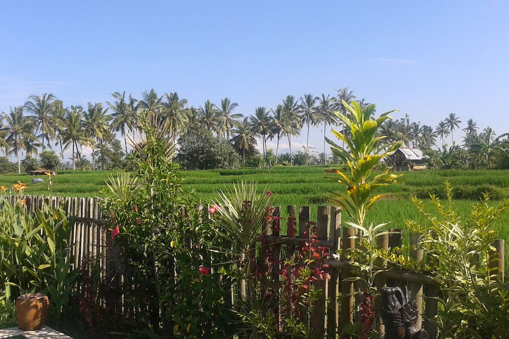 Buddha home stay is surrounding from rice fields