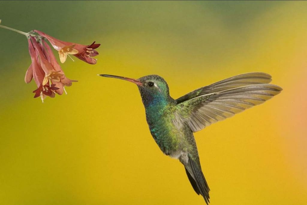 Hummingbird in backyard