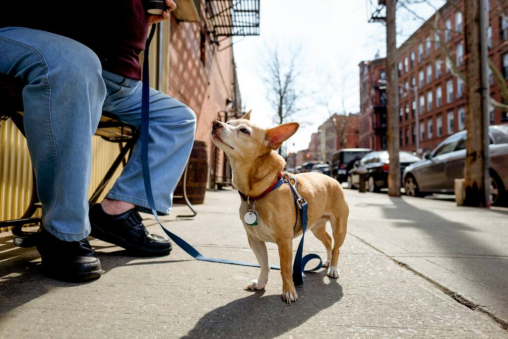 Photo of Boerum Hill in Cobble Hill