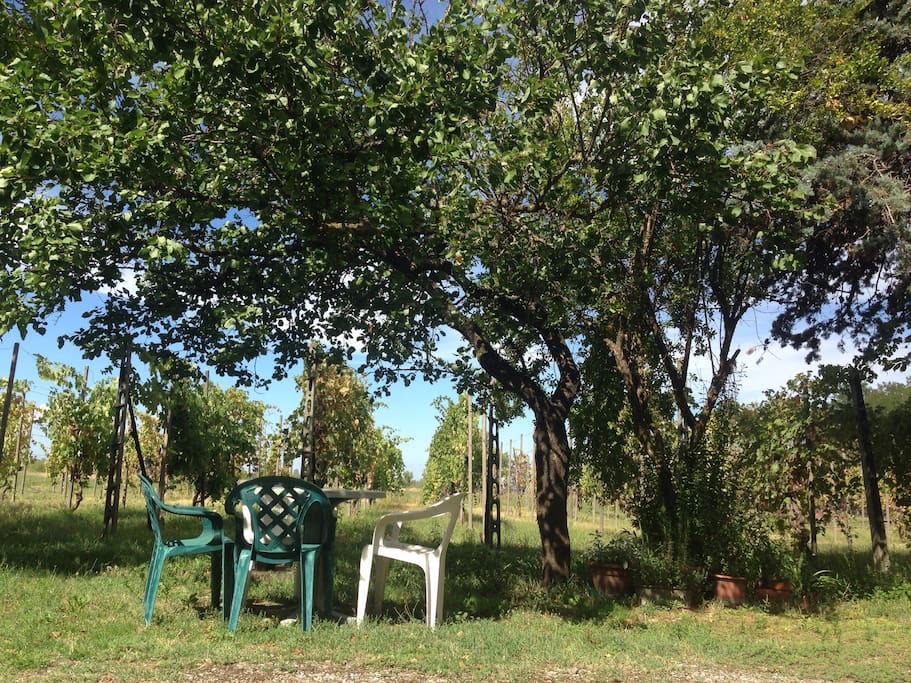 Vigneto sullo sfondo e tavolo per eventuali colazioni o merende.