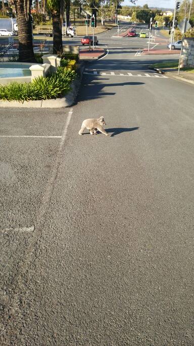 Koala looking for a mate at the front gate