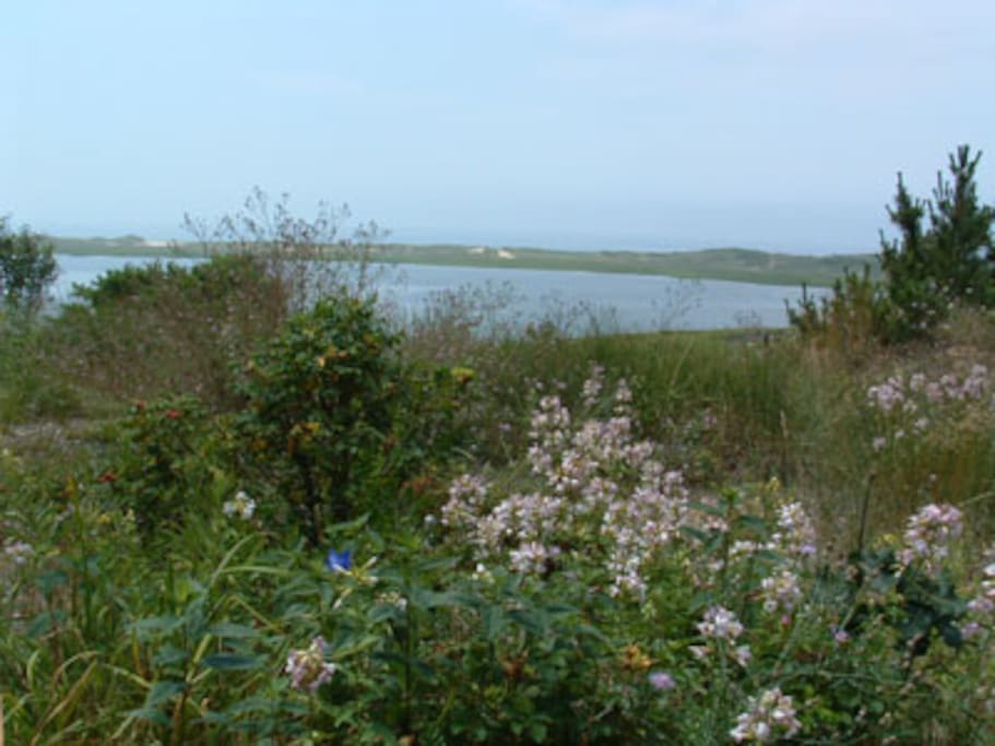 Wildflowers on the bluff over Herring River Cove