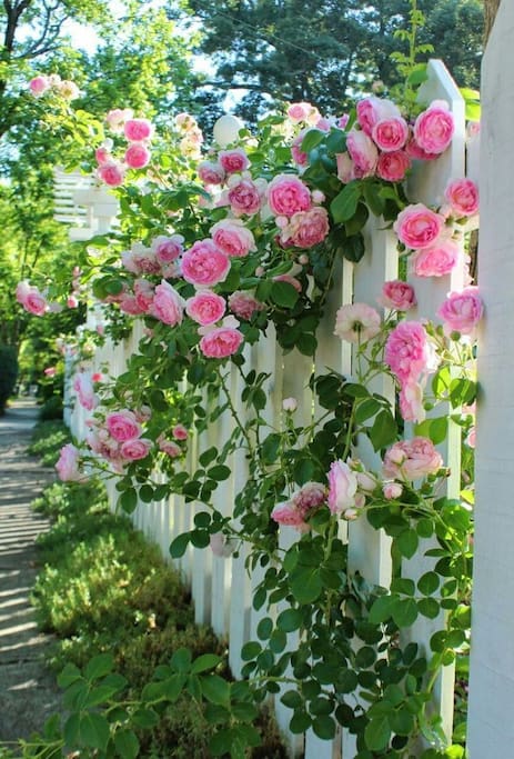 W E LC O M E to our House of Roses