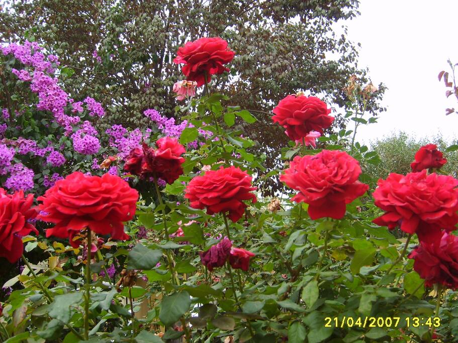 Jardín
