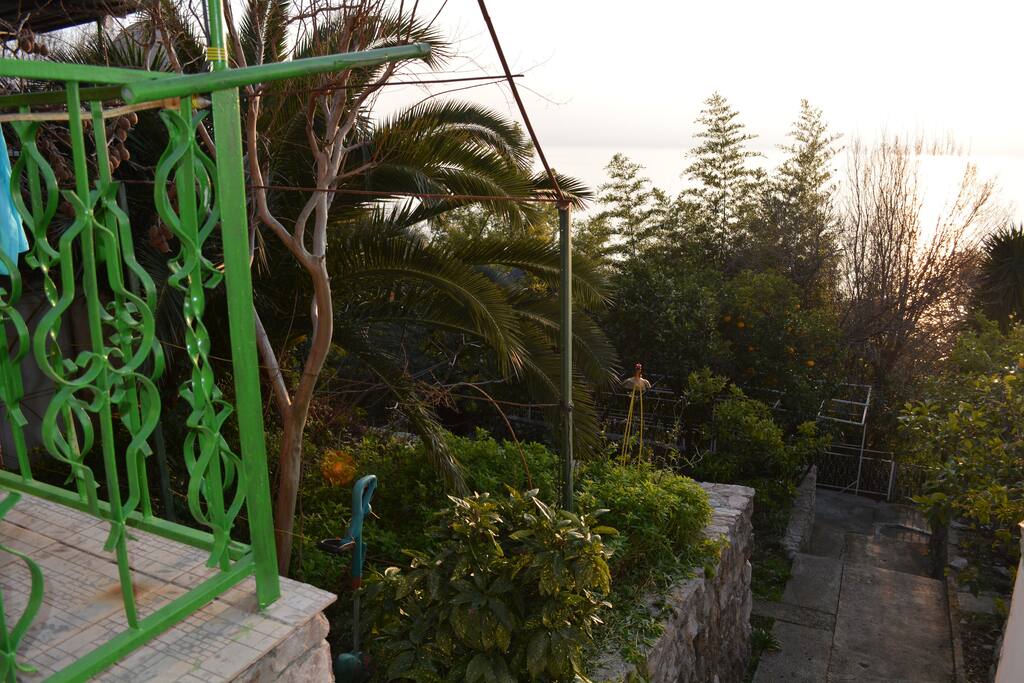 Orange trees, grapefruits, grapes, kiwis, palms trees, lemons etc. in the garden.
