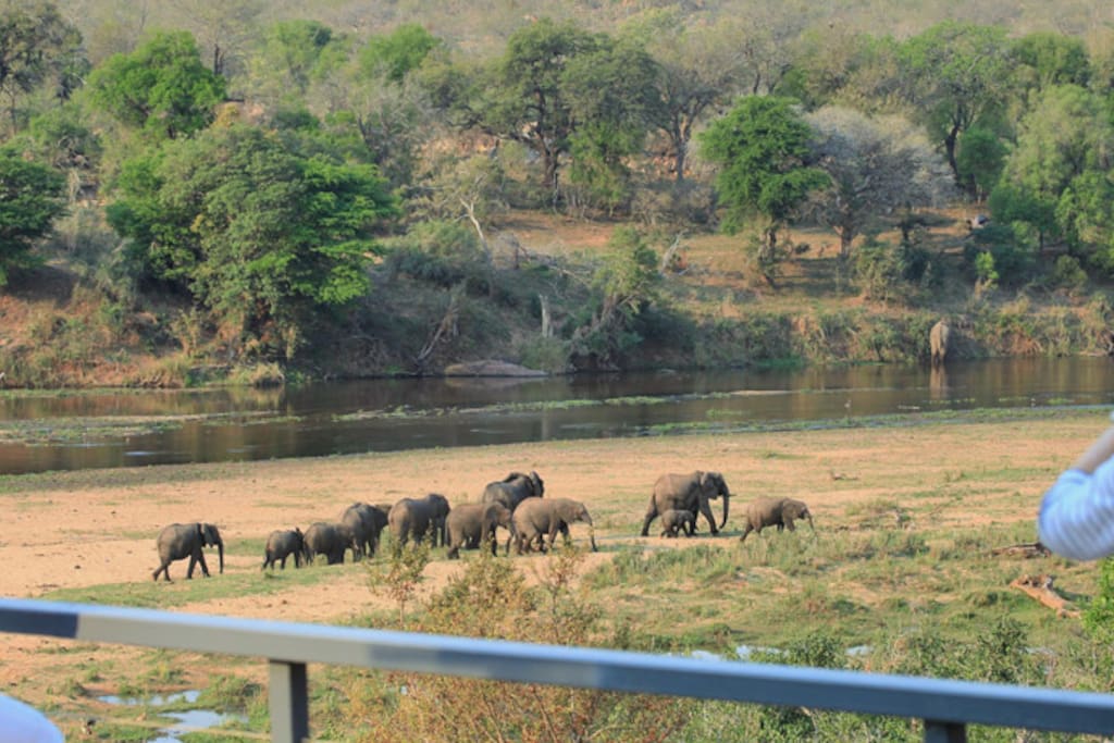 Elephants walking past the house.