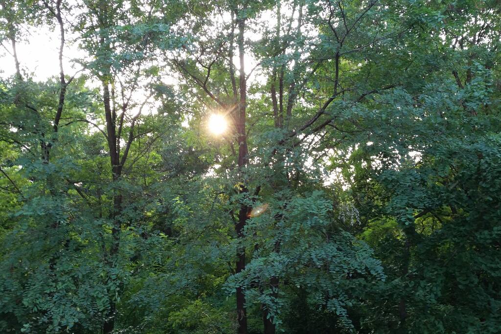 Adjacent forest provides soothing & therapeutic environment - 테라스 바로 뒤의 숲이 일상에 지친 도시인들에게 자연의 아름다움과 편안함을 제공합니다.
