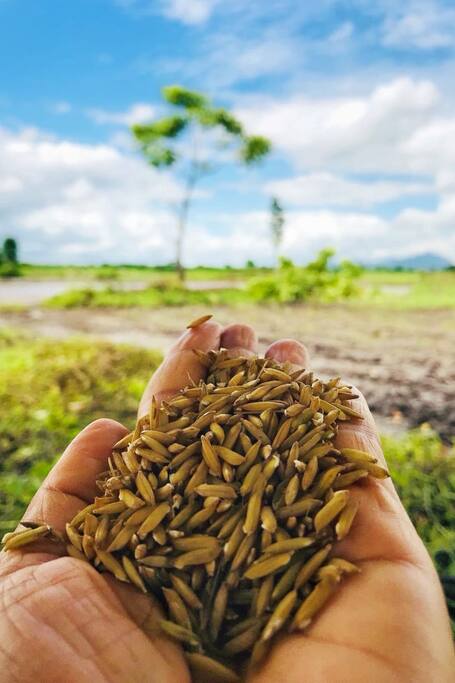 Season of rice field working begin