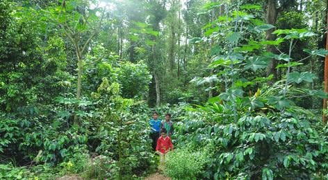 Lush greenery surrounds two children standing amidst a thriving coffee plantation. Tall trees and dense foliage create a vibrant and natural environment, with various shades of green highlighting the biodiversity present. The path leads through the plantation, inviting exploration of the serene landscape.