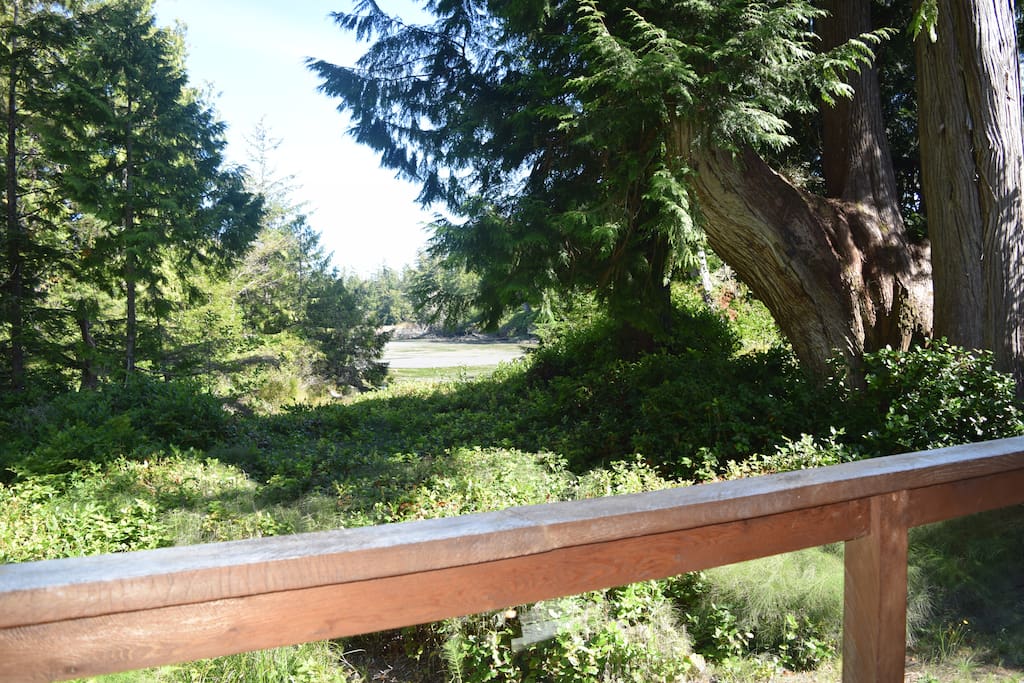 Ancient cedar and spruce trees frame the pristine ecosystems of the tidal mudflats
