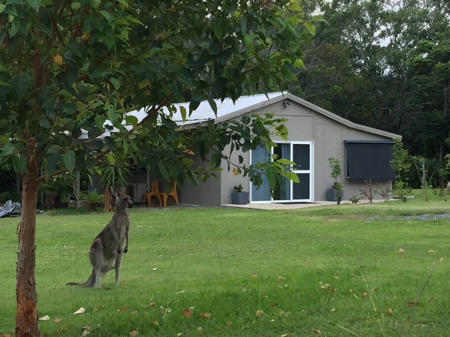 Please look out for Skippy