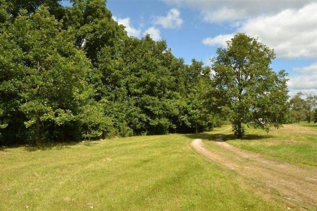 View of 2.5 acres from the backyard