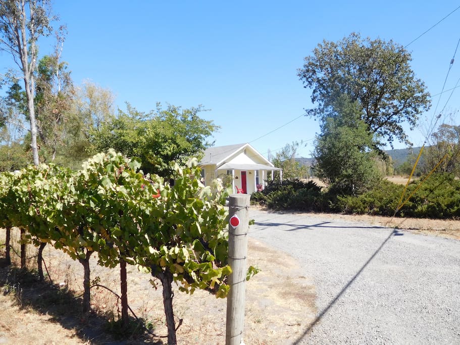 vineyard with bungalow in distance