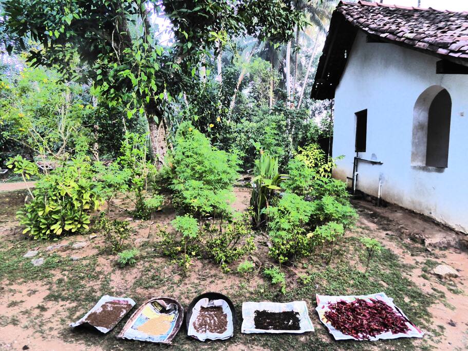 Drying Spices from the Garden.