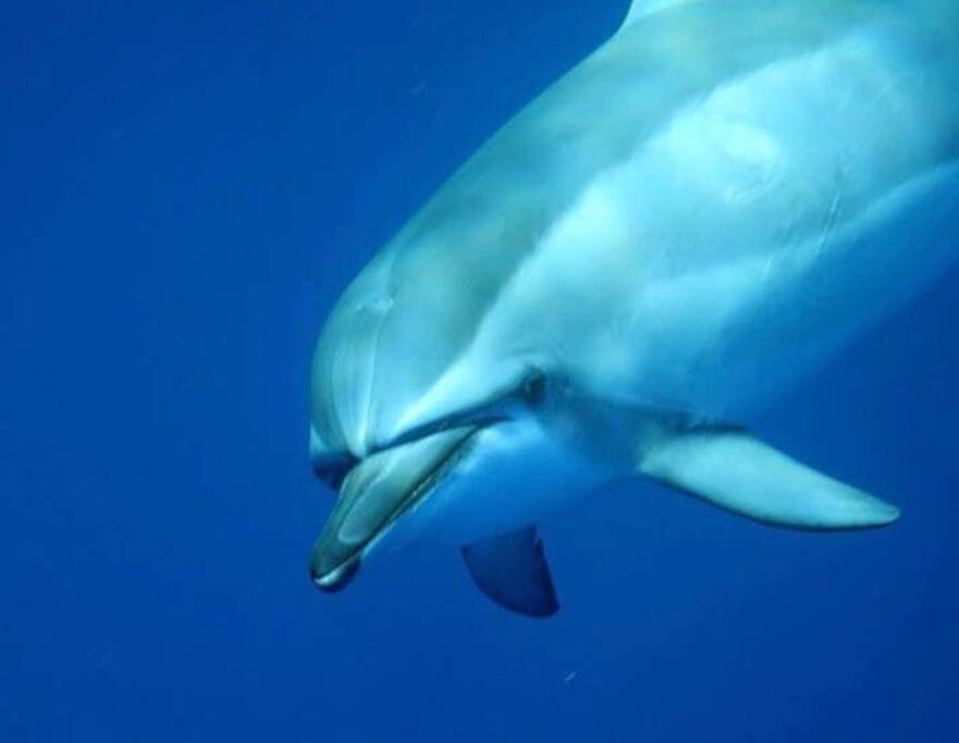 From my Swim with Dolphins 2018