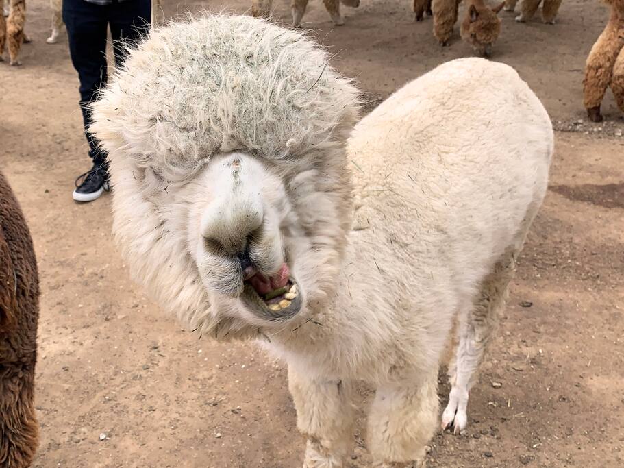 Discover Alpacas In Temecula
