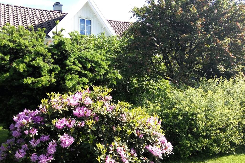 Hus i parken i hjertet av sentrum