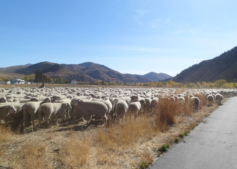 Trailing of the Sheep Festival in October