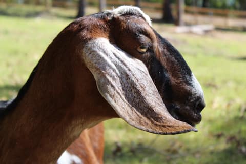 Top Airbnb: The Goat Farm Yee-Haul at South of Sanity Farms in Birmingham / Hoover