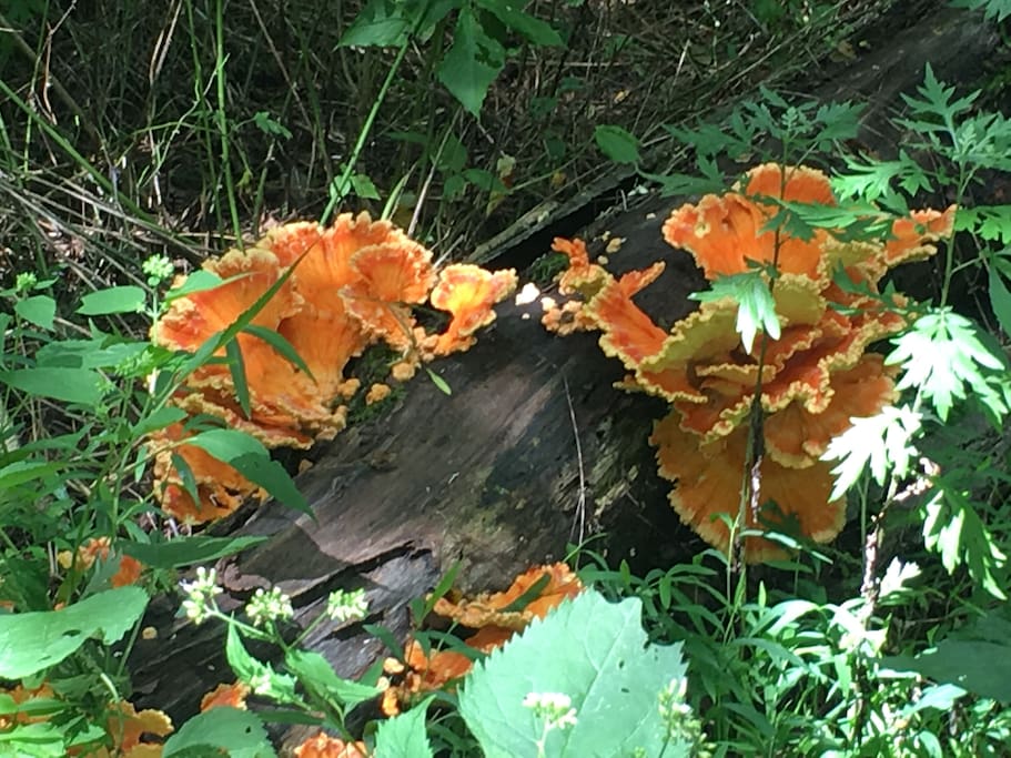 As you walk trails, colorful wild flowers, this wood fungus growth, and cute squirrels, rabbits, chipmunks, fawns abound.