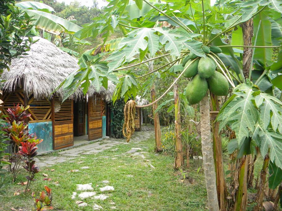 biokioscos