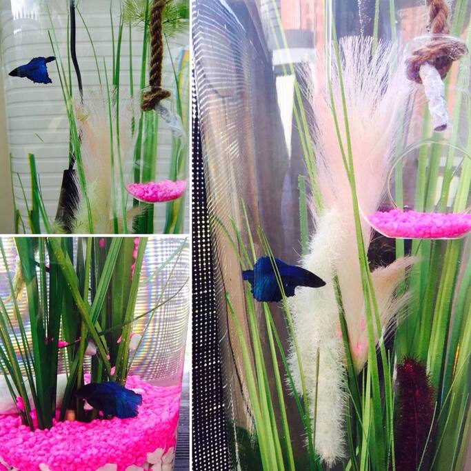 The baby fish loft is PAYET