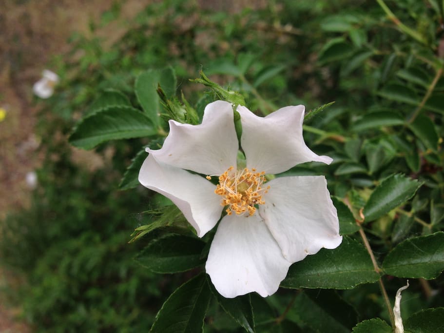 Rosa Mosqueta de La Chacra