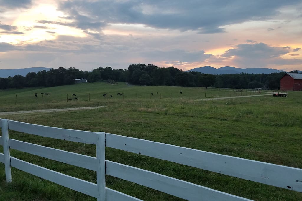 view from yard, cattle pastures and the Blue Ridge