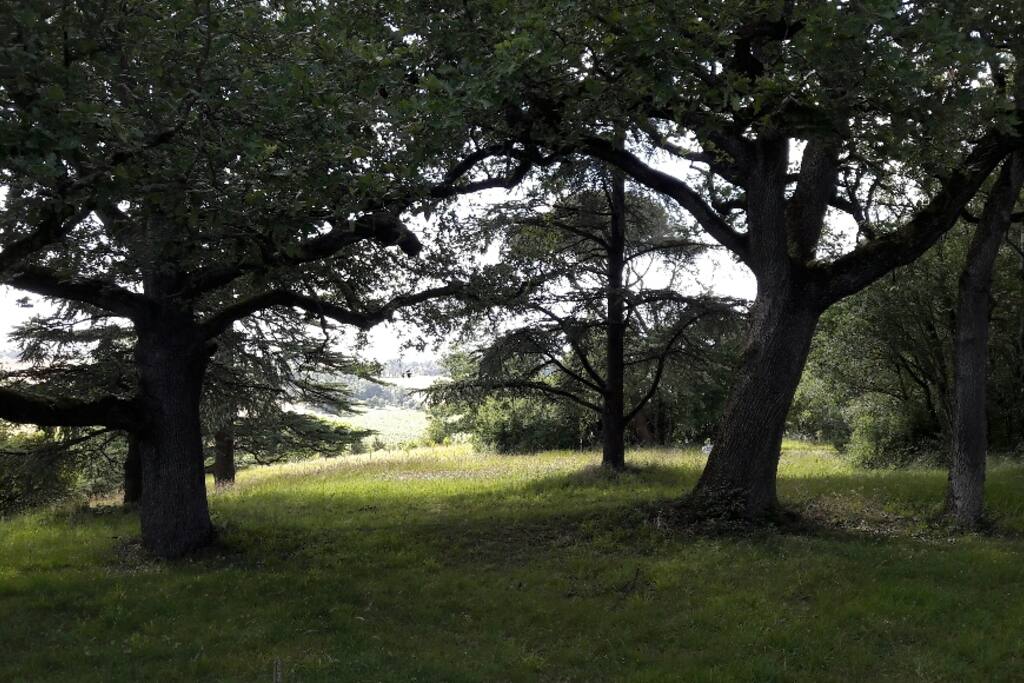 Vue du parc du domaine ; chênes bicentenaires ; verger au fond. Le parc est éclairé la nuit "comme en plein jour", sur 3 spots en particulier ; pour des diners, fêtes, etc. Voir autres photos.