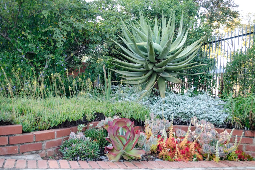 Front garden - bird paradise