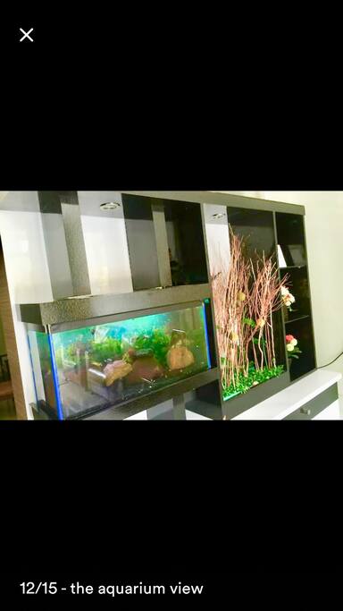 Aquarium view