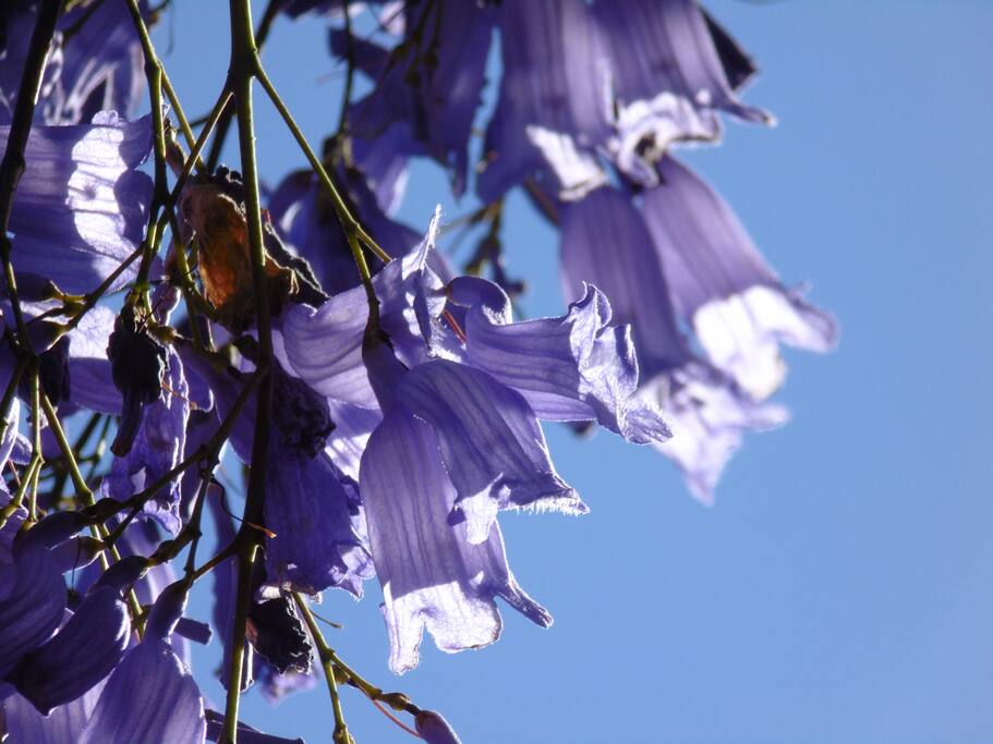 Jacarandá en flor