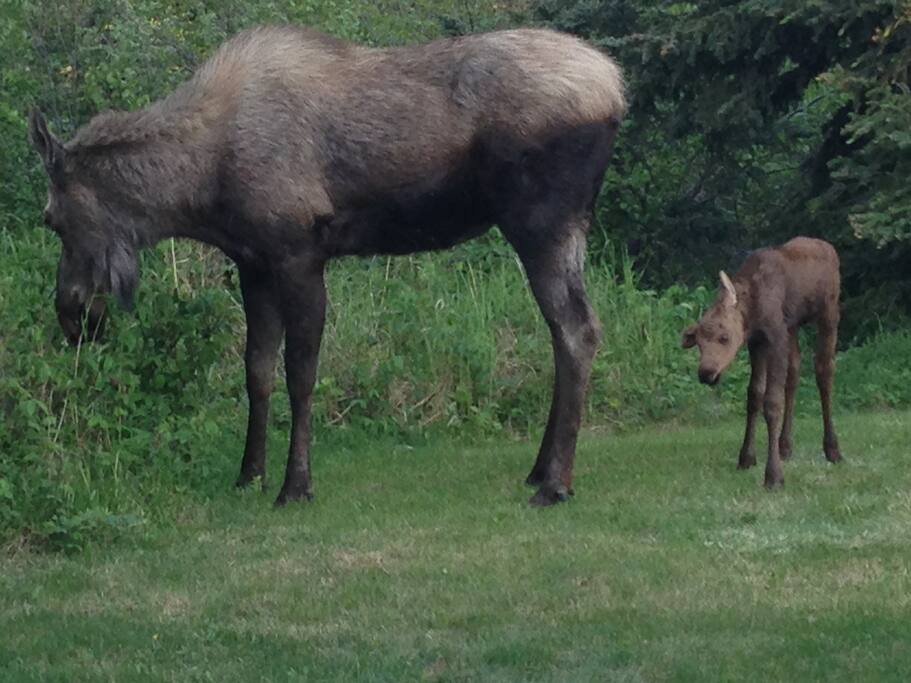 The backyard, with frequent visitors.