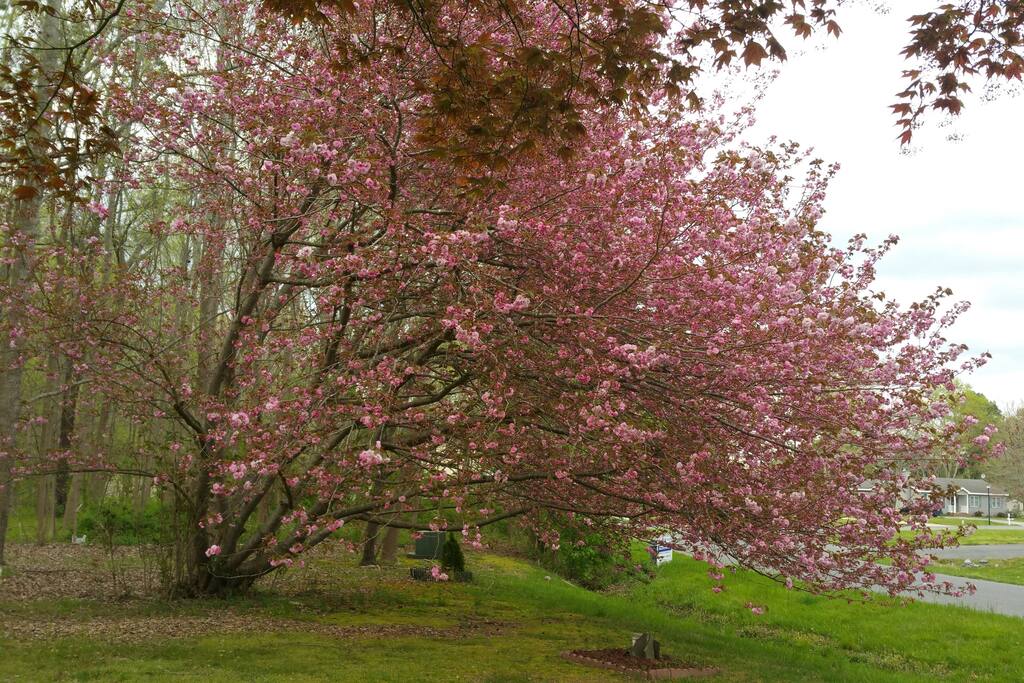 Front Yard