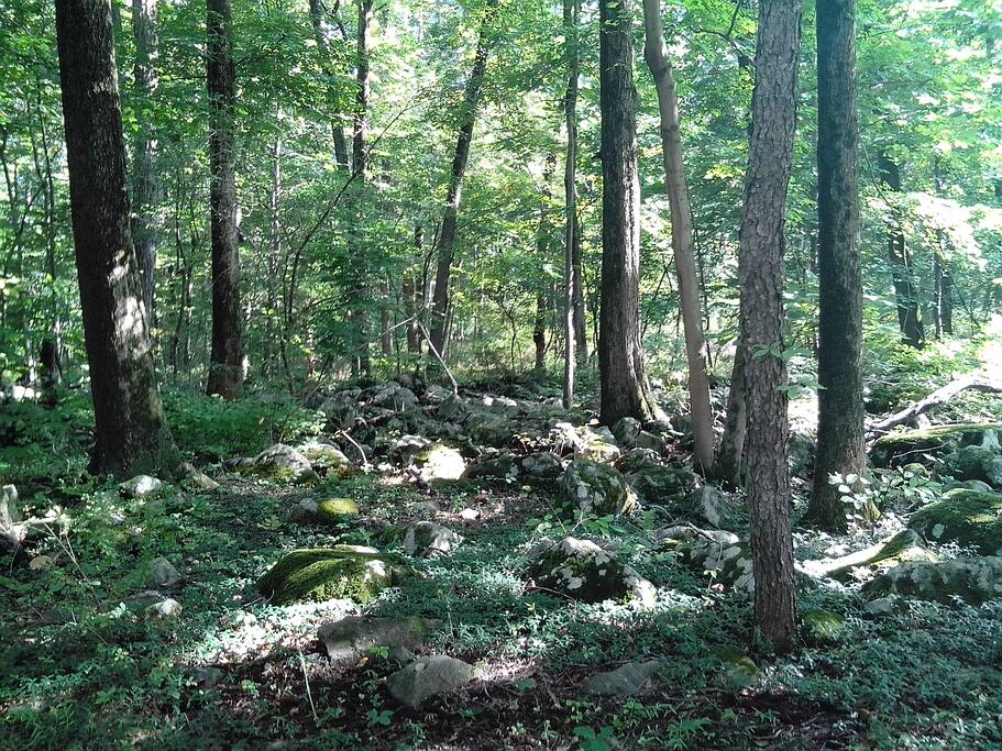 Behold the woods.
