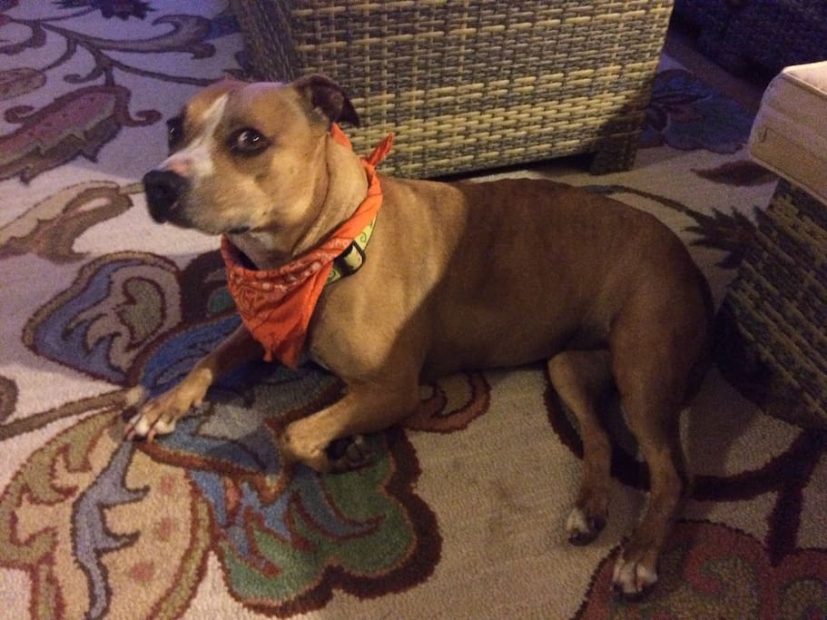 This is Miki. She loves people and will beg you to pet her when you arrive. Ten minutes later, she's back to her "dog's life" of napping between fetching tennis balls.