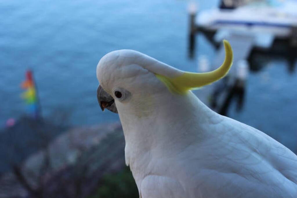 The cheeky locals come to visit, we love them and so do our guests!