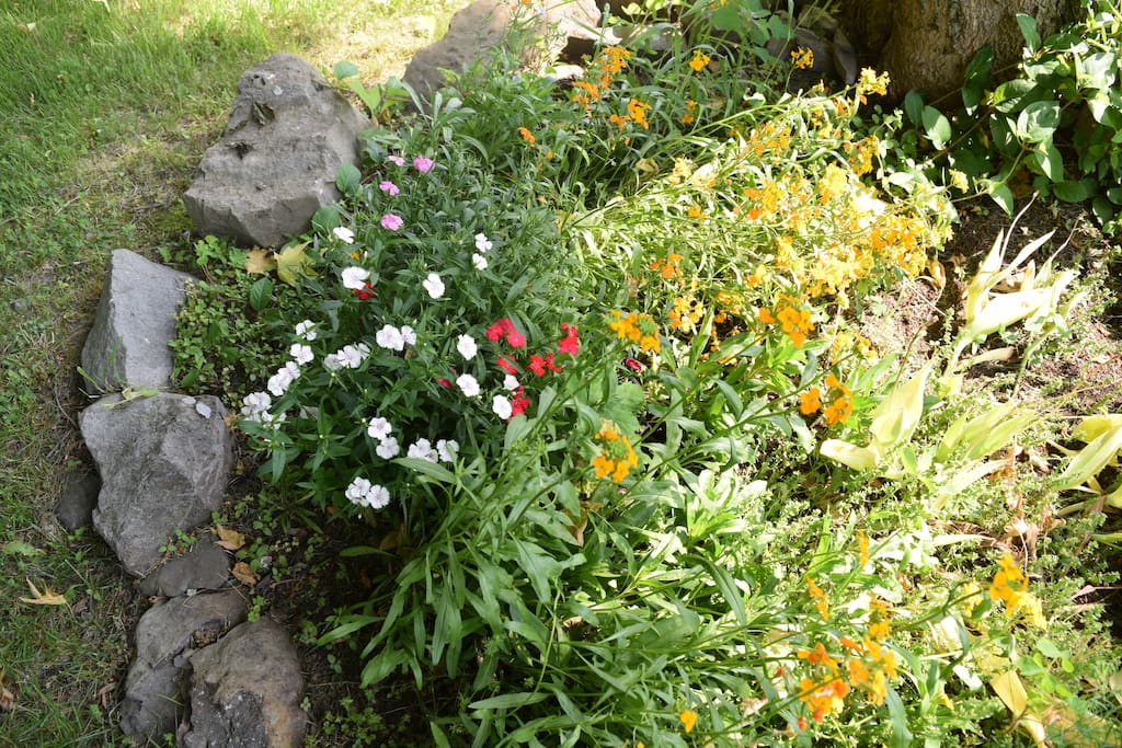 Wild flowers on property.