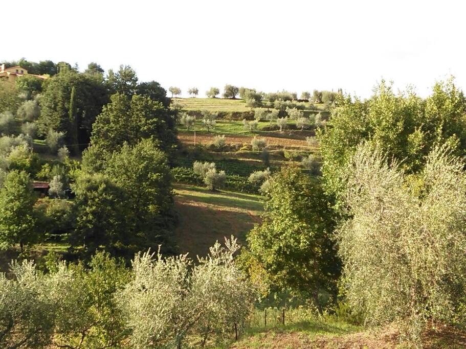 La vista sulle colline