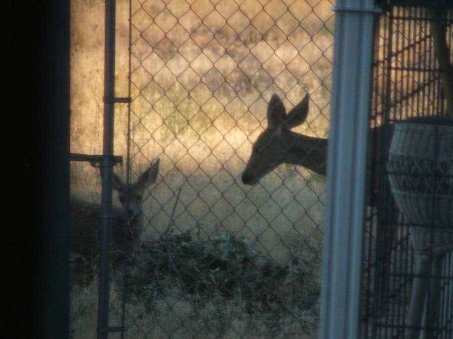 Deer are on property every day